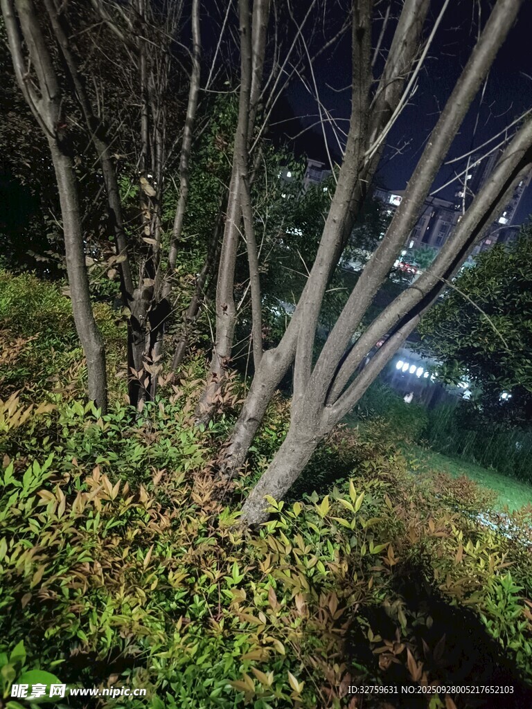 夜晚樹(shù)林中的繁茂景象