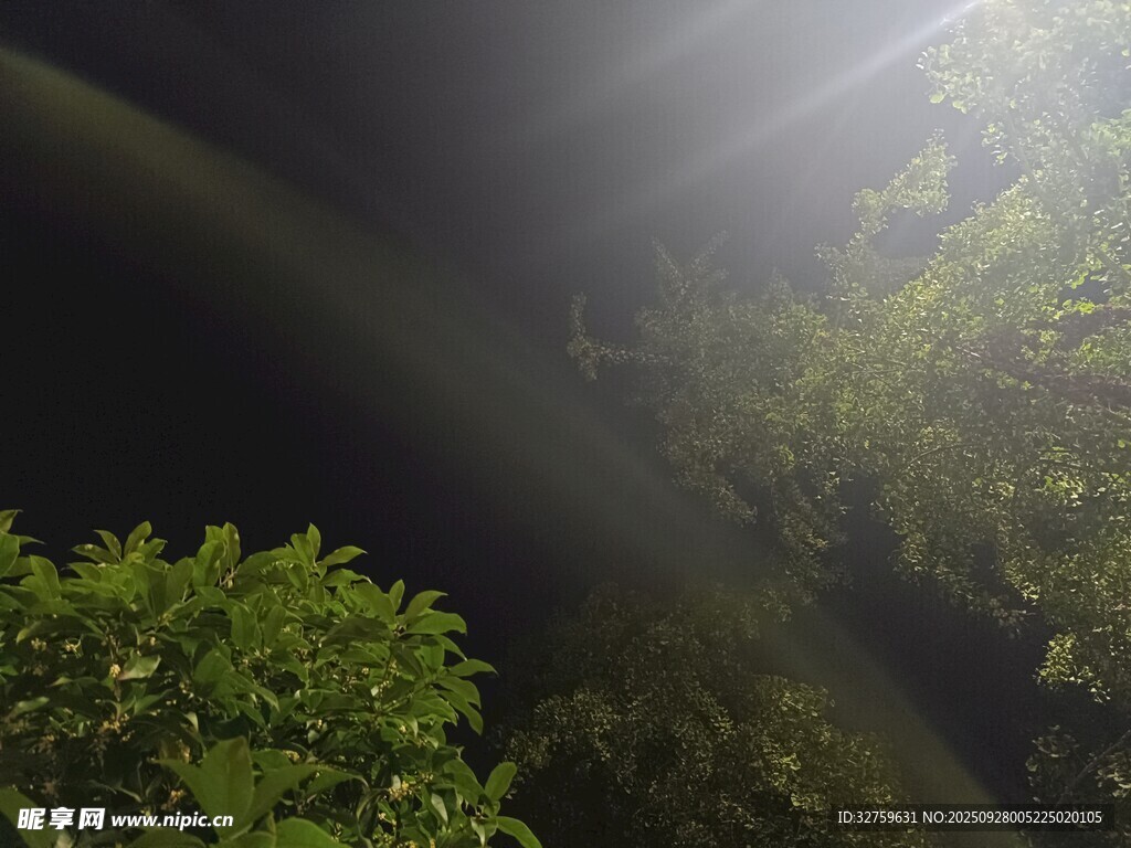 林間光束穿透綠意
