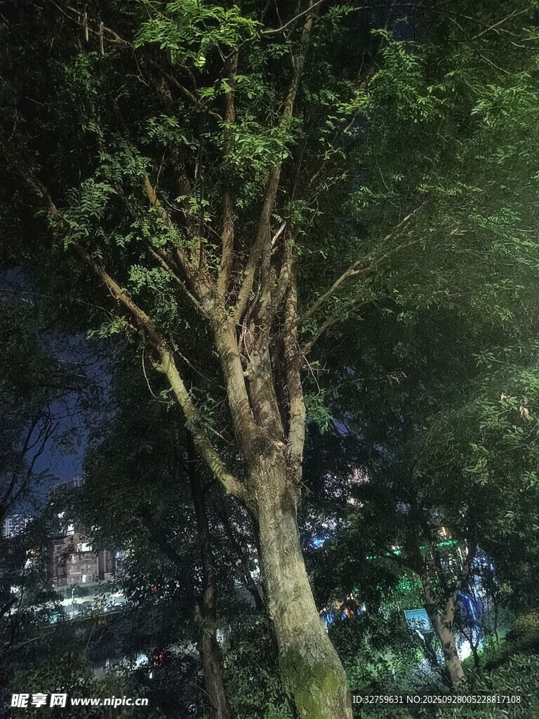 夜晚中的挺拔樹木