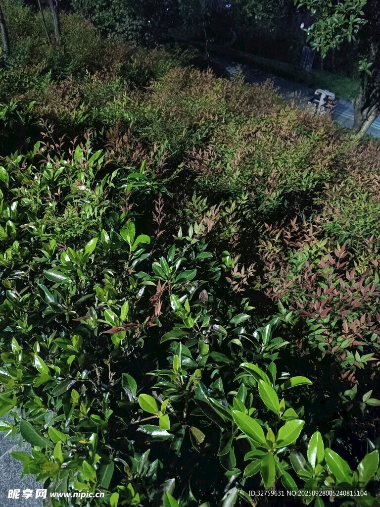 路邊繁茂的綠色灌木叢