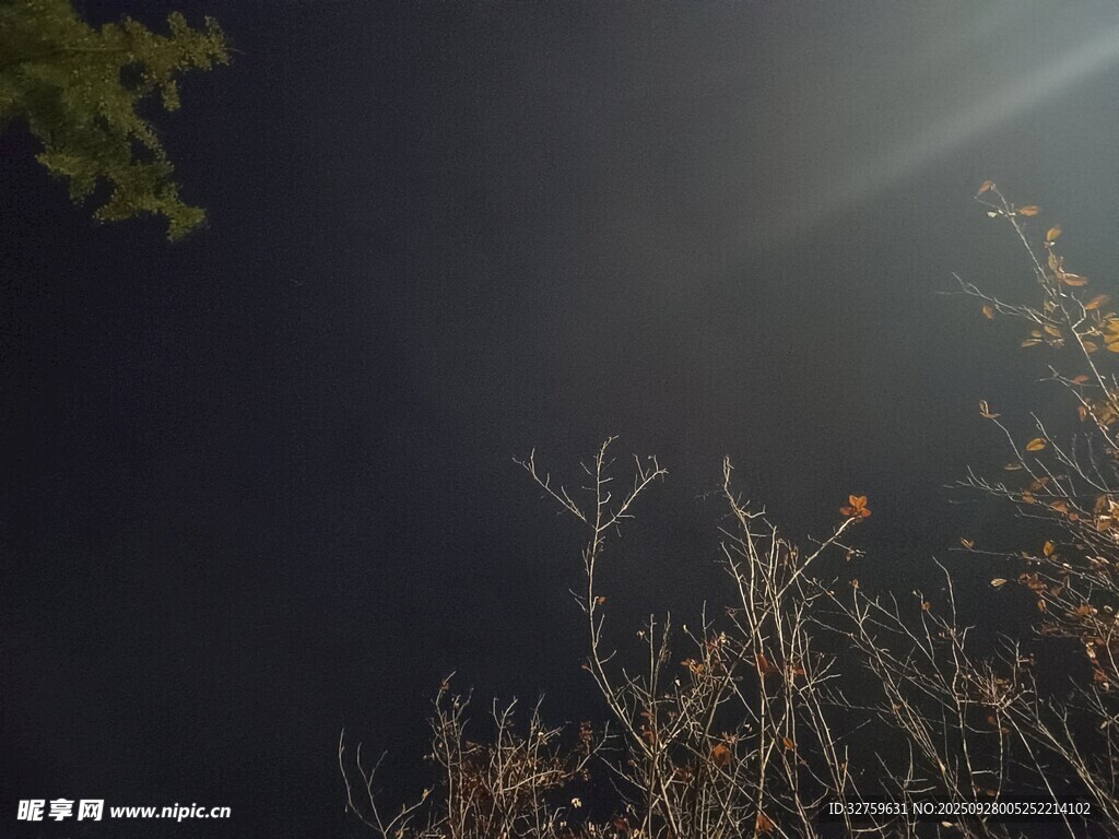 暗夜中枯樹枝與朦朧光影