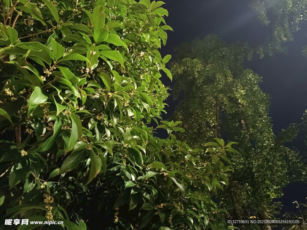 夜幕下的蔥郁綠植