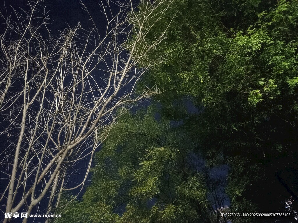 暗夜中枯樹與綠樹的對比