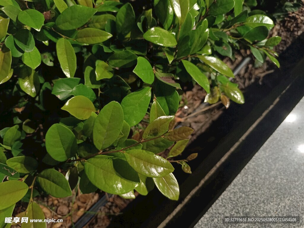 路邊翠綠植物景觀