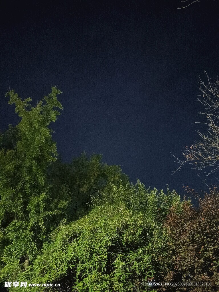夜幕下的蔥郁綠植