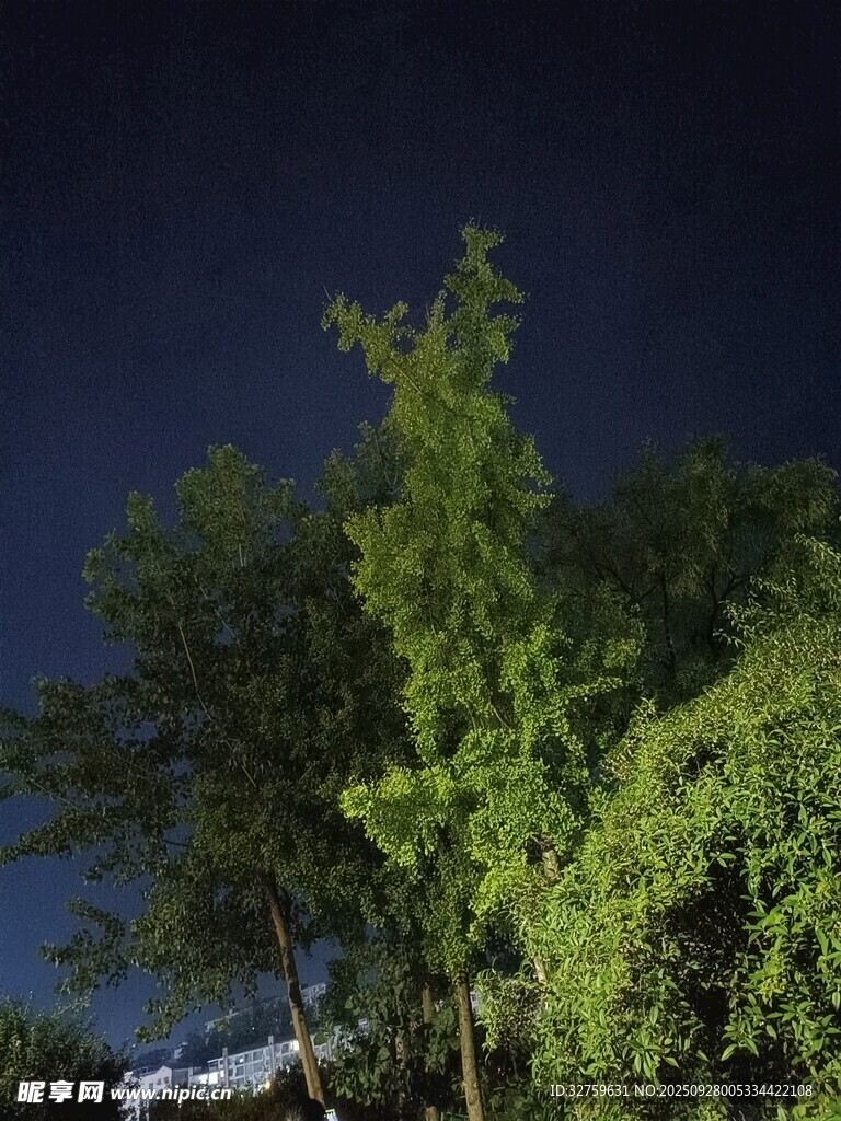 夜晚中的蔥郁綠樹(shù)