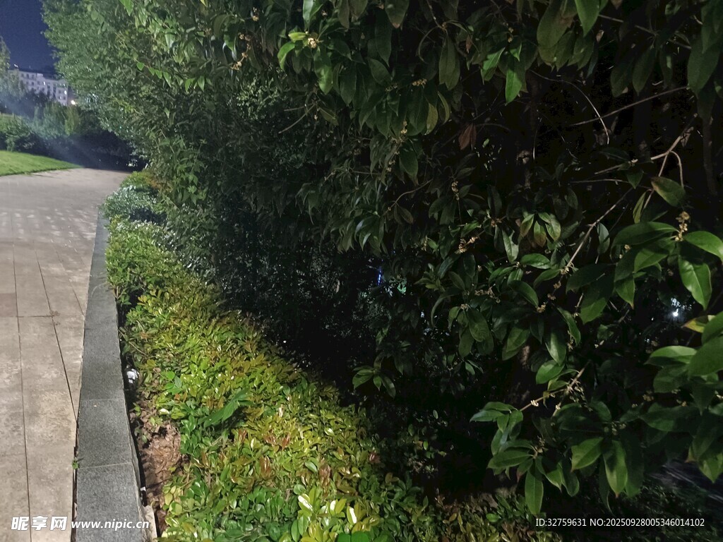 路邊蔥郁綠植景觀