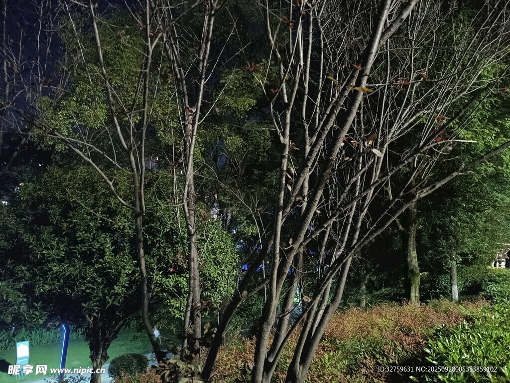 夜晚光禿樹木景觀