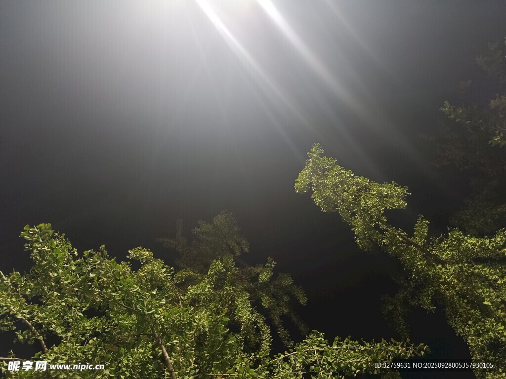 夜中光束穿透綠植景象