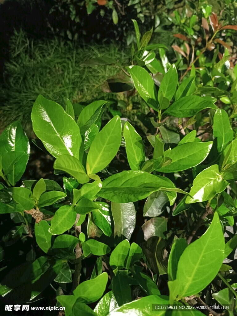 翠綠葉片的生機植物