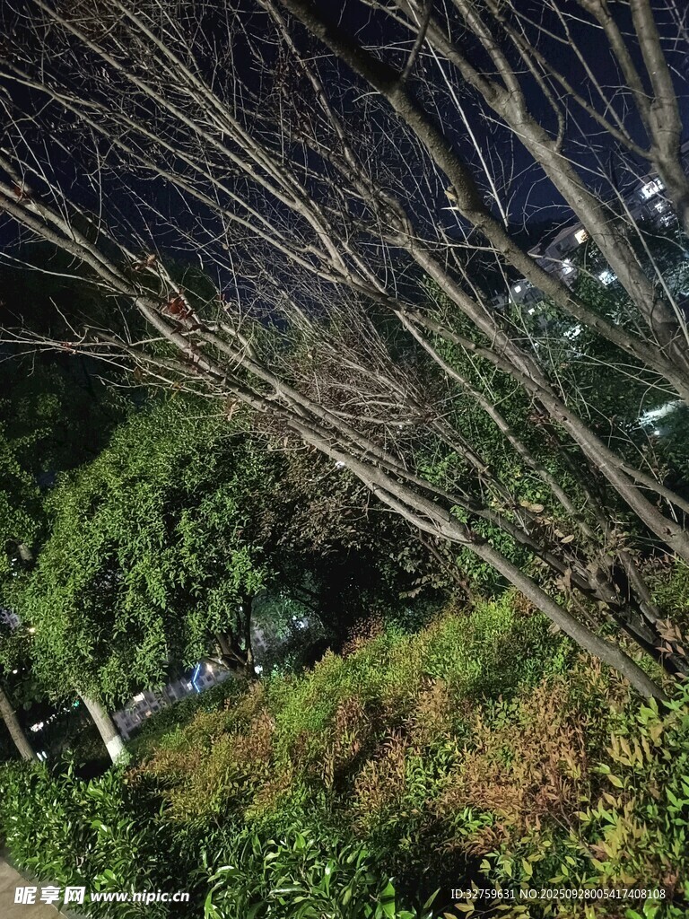 夜晚中的繁茂樹林景觀