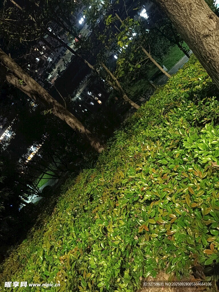 森林中的綠意盎然景象
