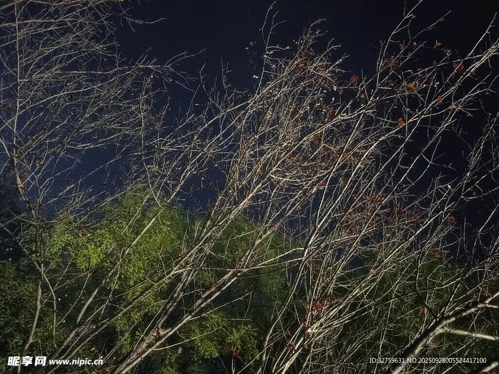 夜幕下的枯樹枝與綠植