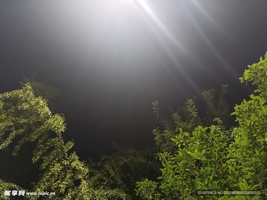 夜空中的光束穿透綠植