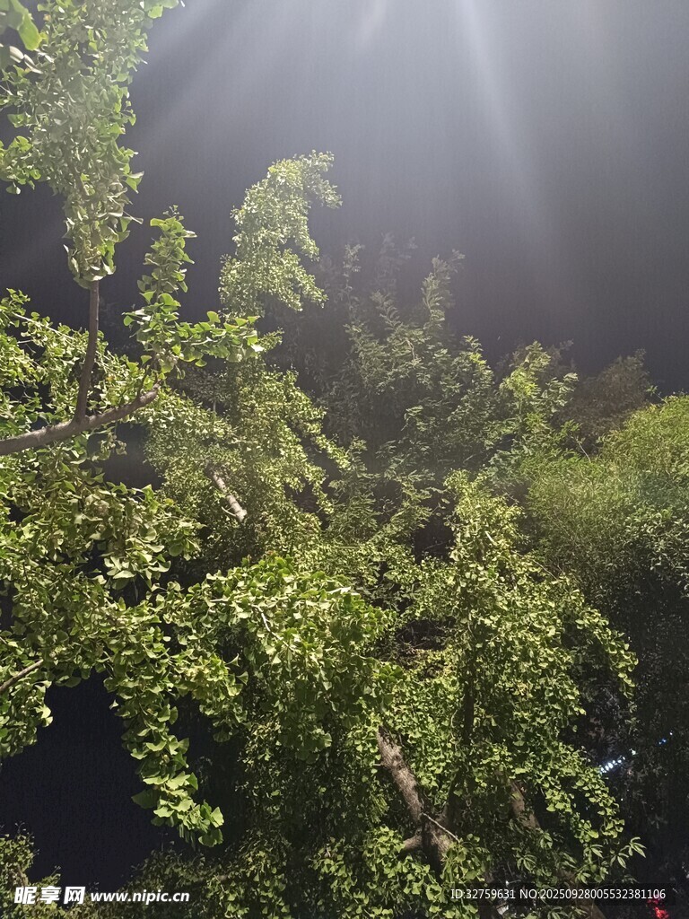 陽光穿透枝葉的綠意瞬間