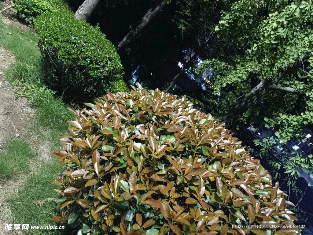 綠葉簇擁的多彩植物景觀