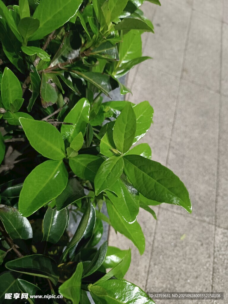 翠綠葉片