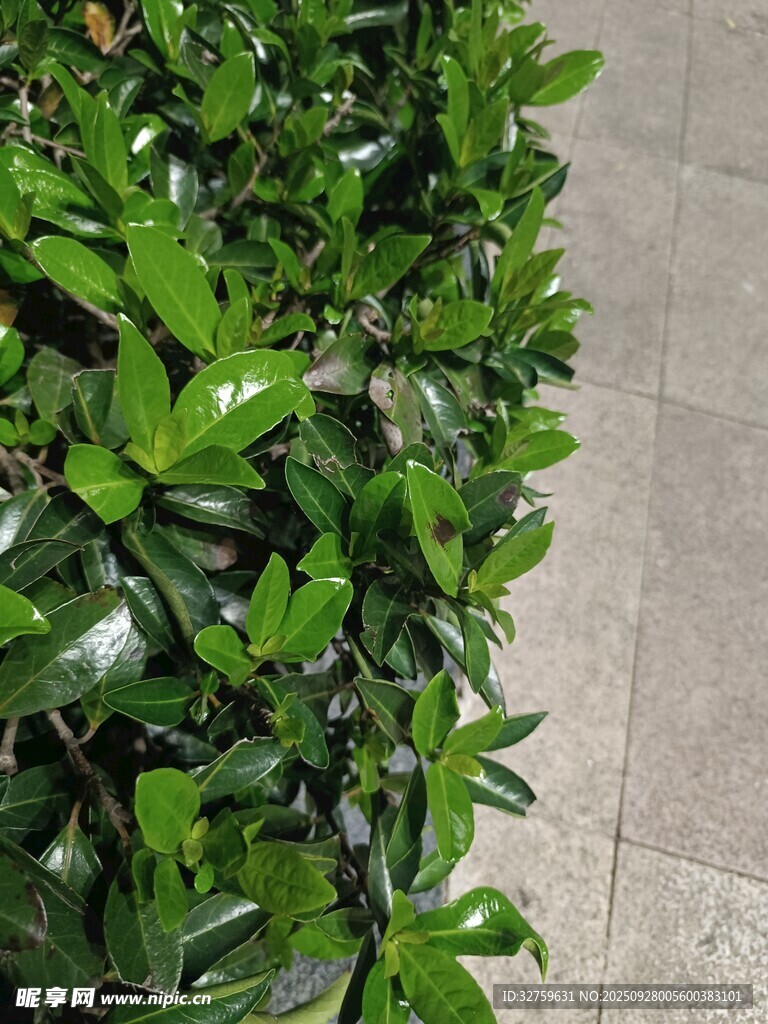 翠綠繁茂的灌木叢