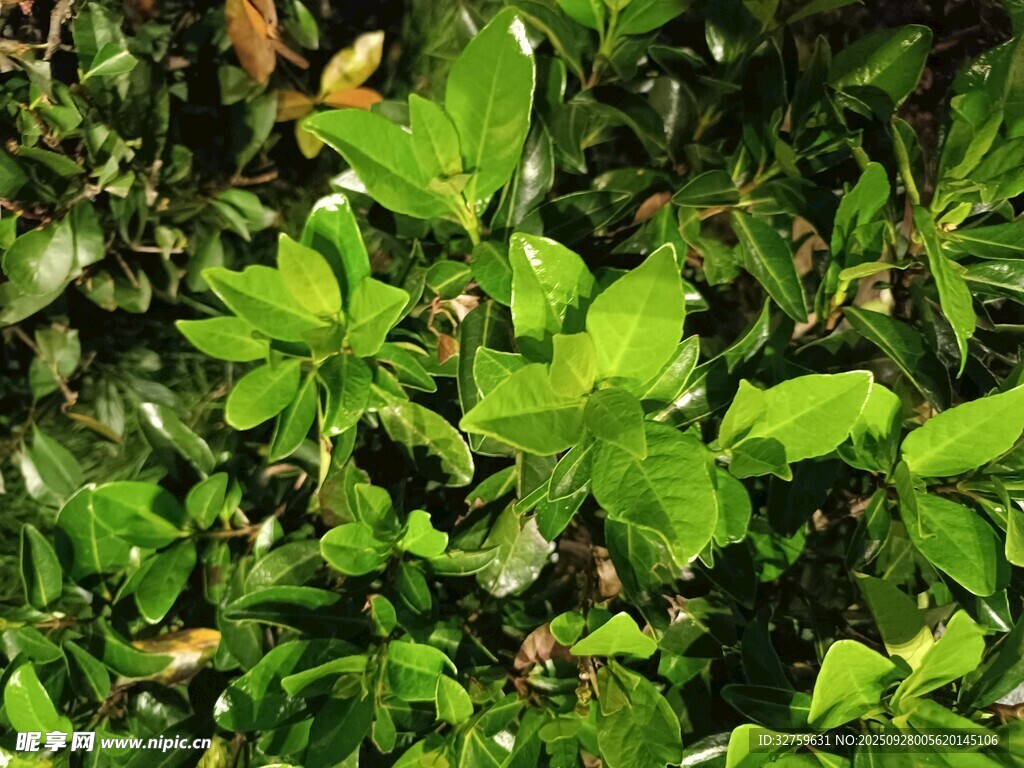 翠綠繁茂的植物景觀