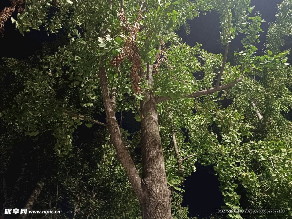 夜晚中的繁茂樹(shù)木