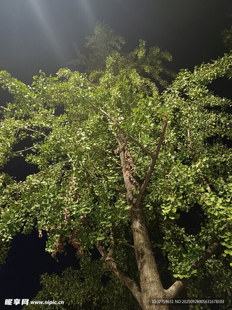 夜燈下的蔥郁樹木