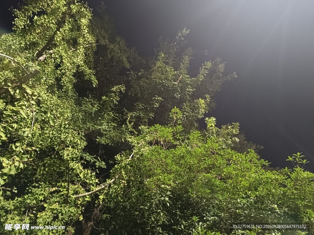 陽光灑落的茂密綠色叢林