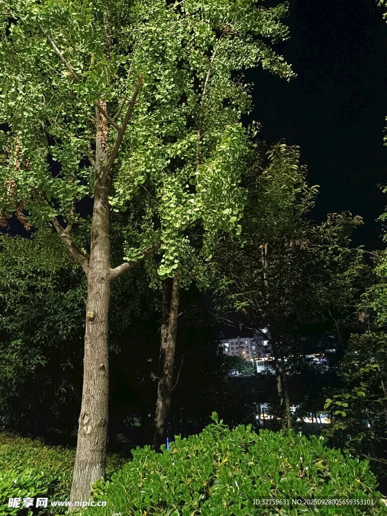 夜晚樹林中的綠植景觀