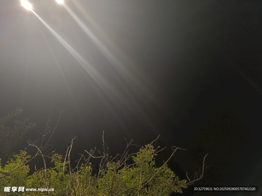 黑夜中穿透的光束與綠植