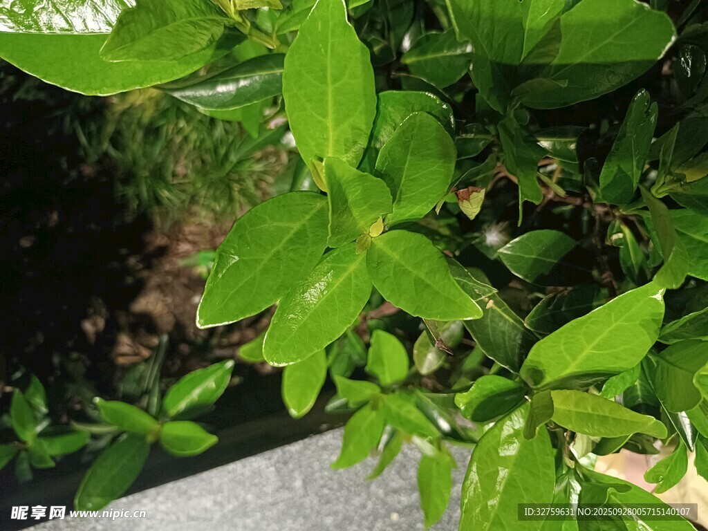 翠綠生機(jī)盎然的植物葉片