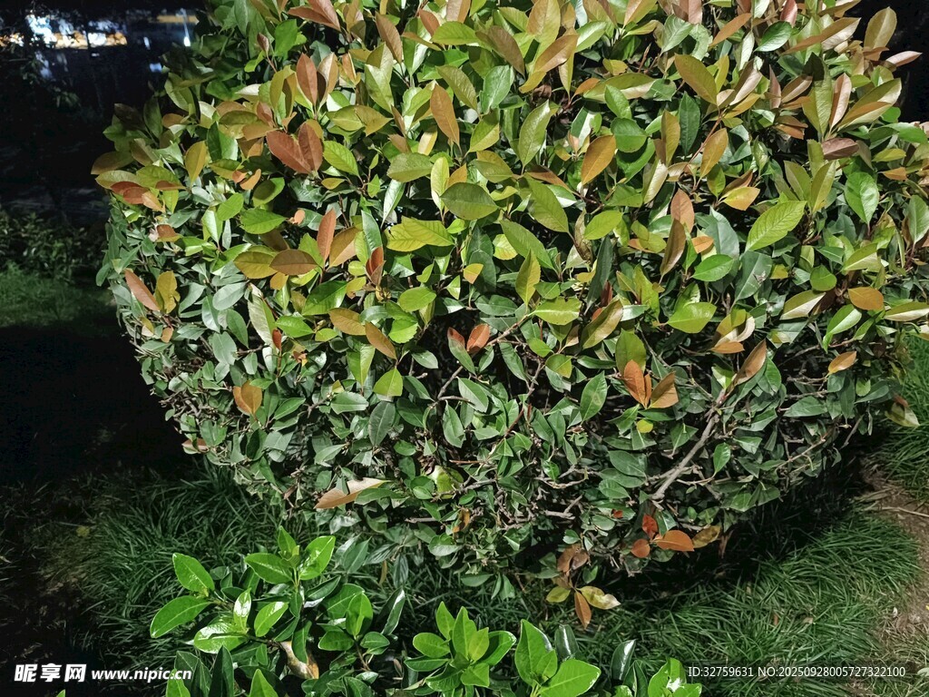 球形綠植景觀