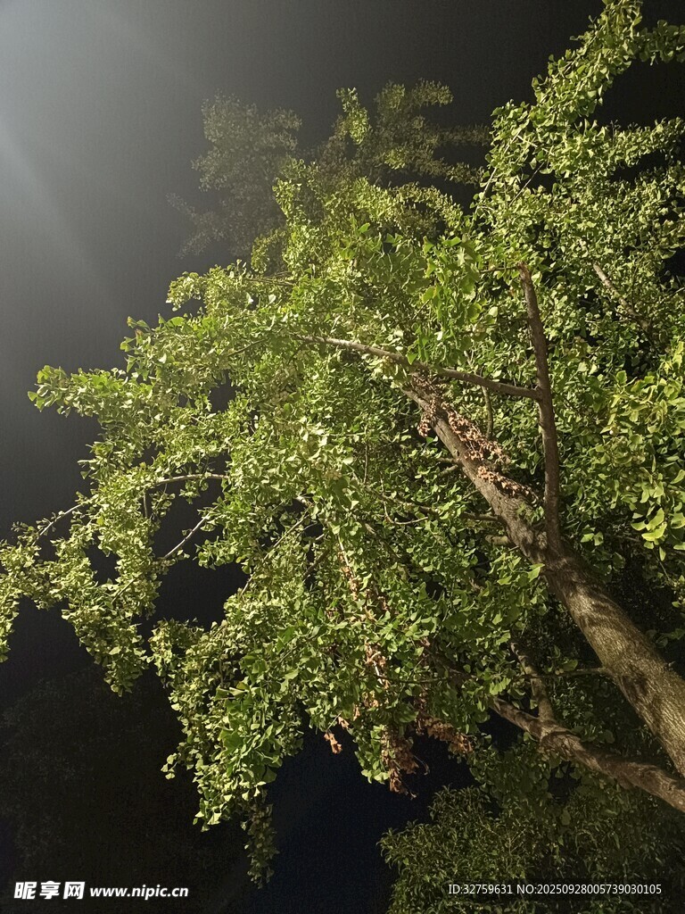 夜霧中的蔥郁樹(shù)木