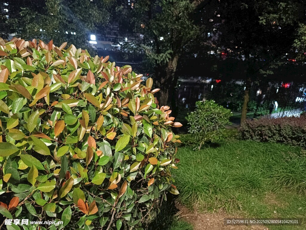 夜晚綠植景觀