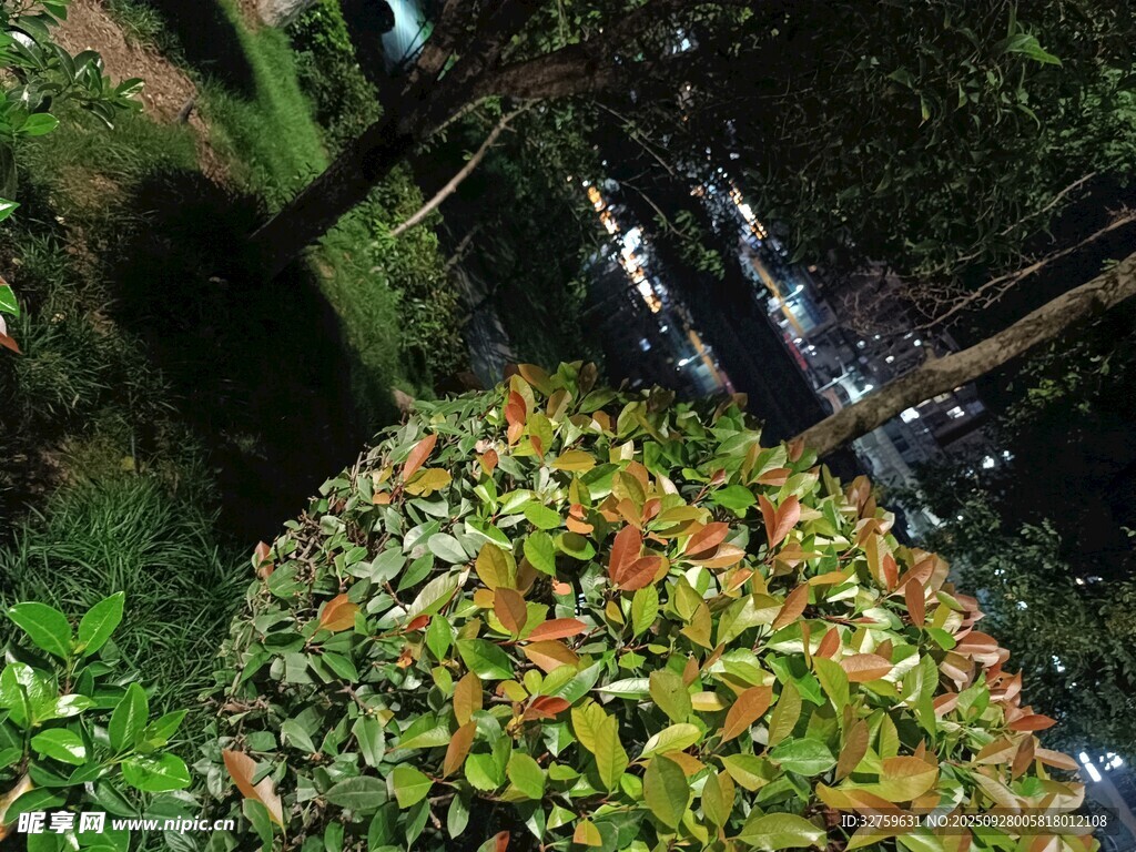 溪邊多彩植物與潺潺流水