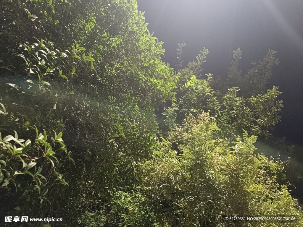 陽光灑落茂密山林