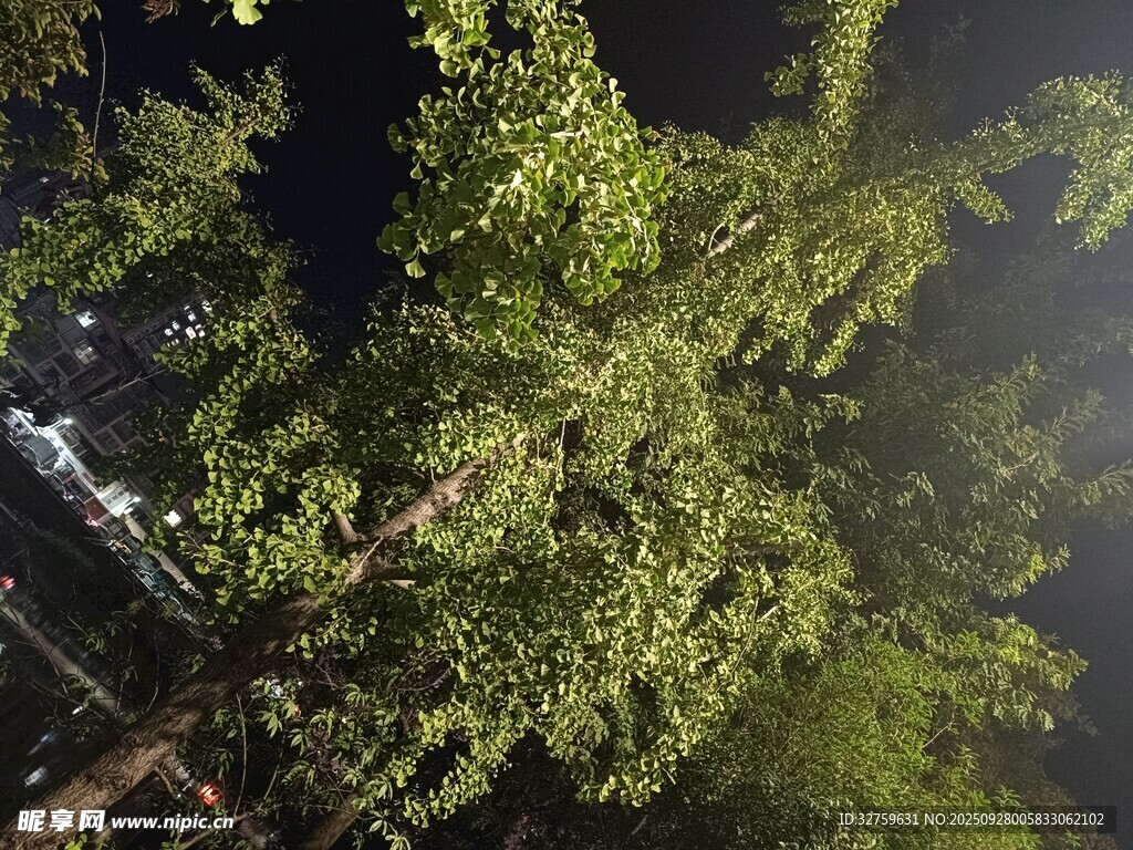 夜空下的繁茂綠樹