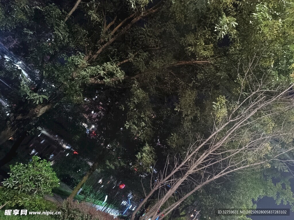 仰視茂密樹林景觀