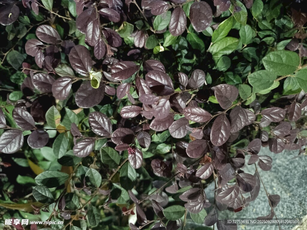 深紫葉片植物特寫