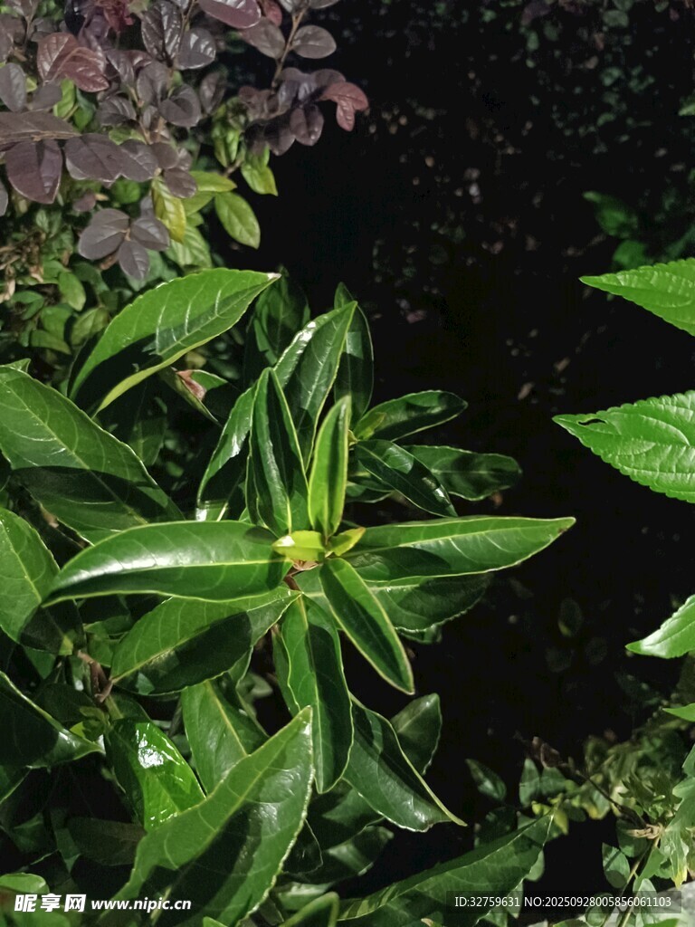 翠綠葉片的清新植物
