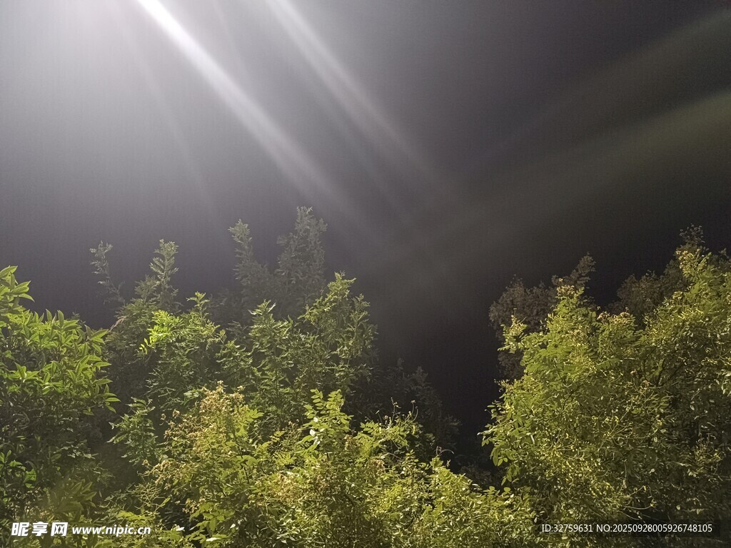 林間光束穿透茂密綠植