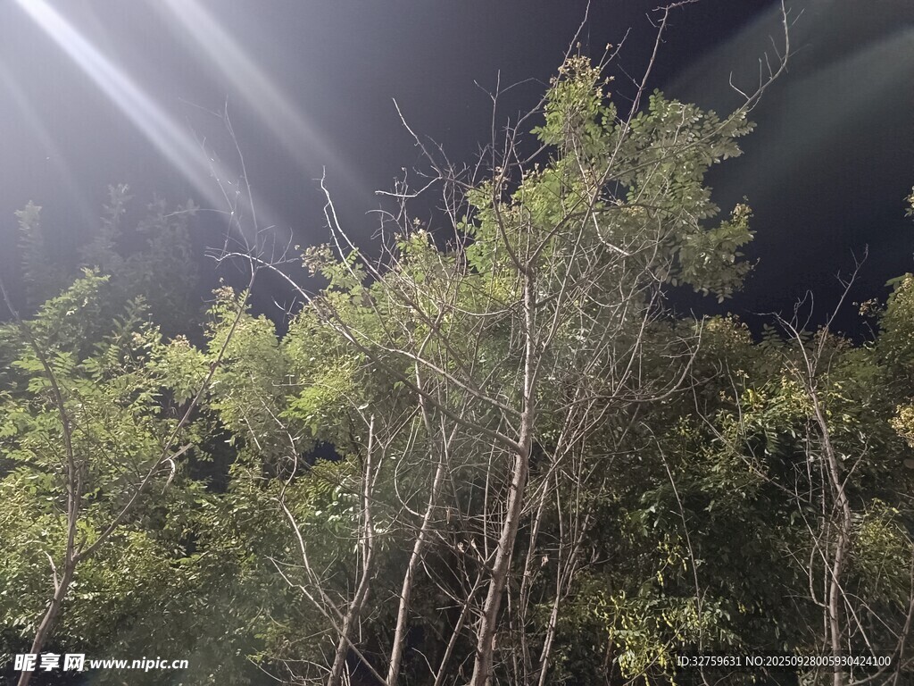 夜林光束下的蔥郁樹木