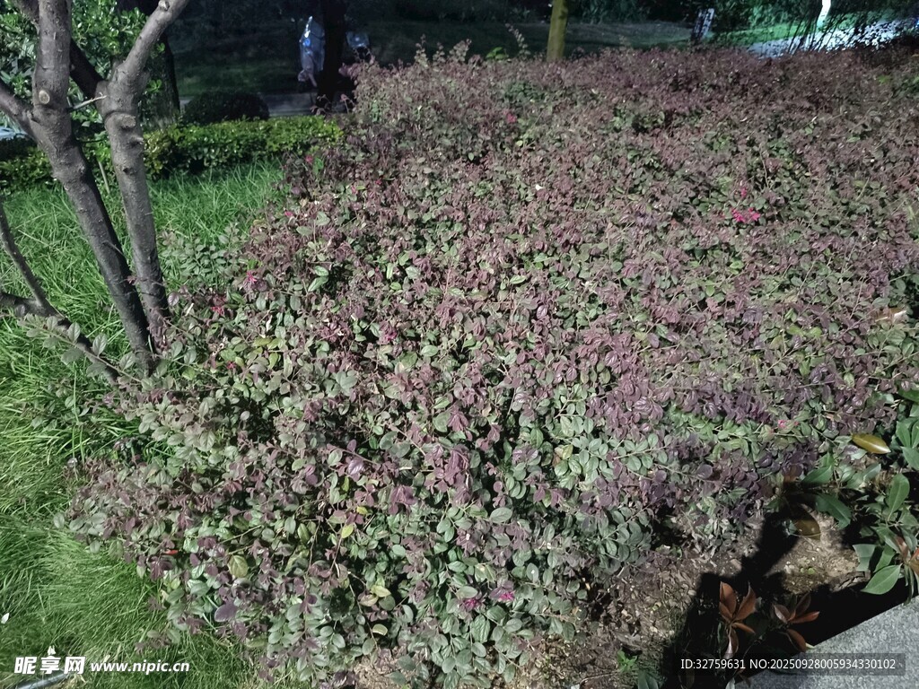 紫色灌木叢景觀