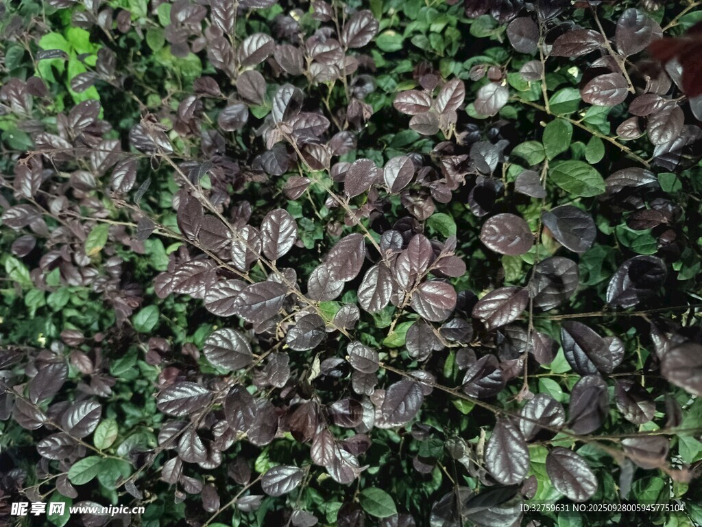 紫葉植物特寫