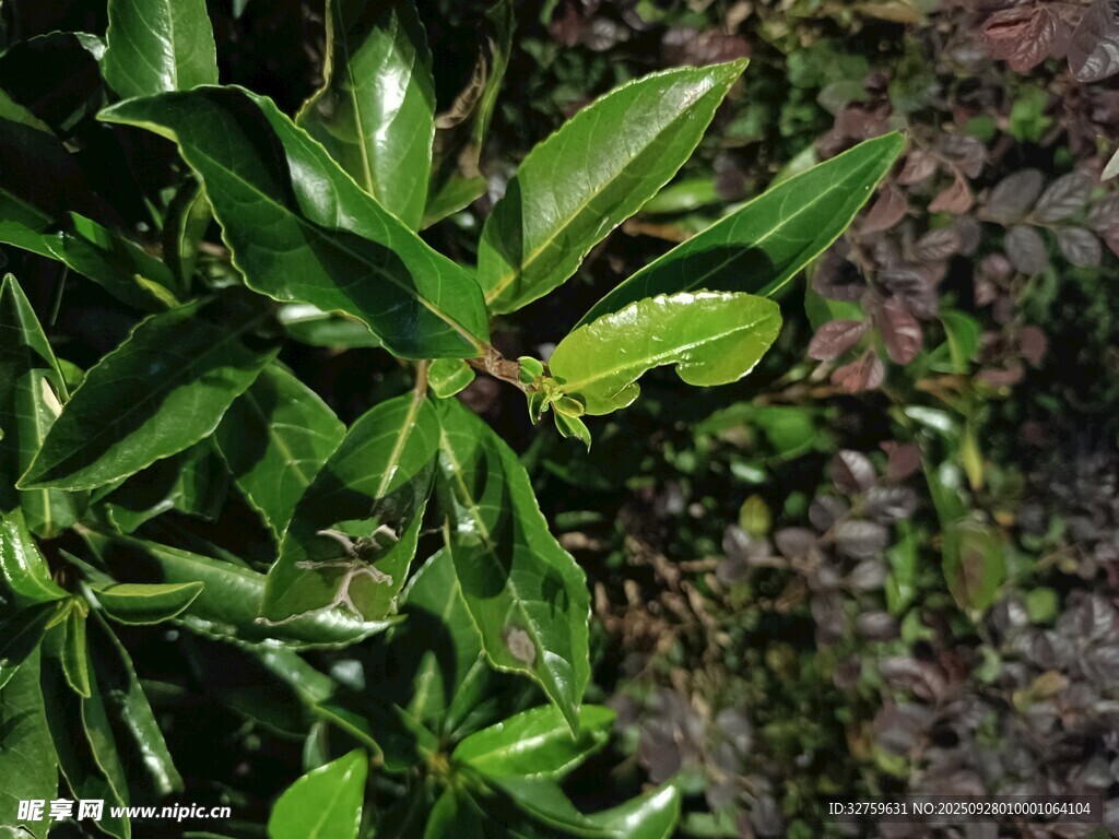 翠綠葉片的植物特寫