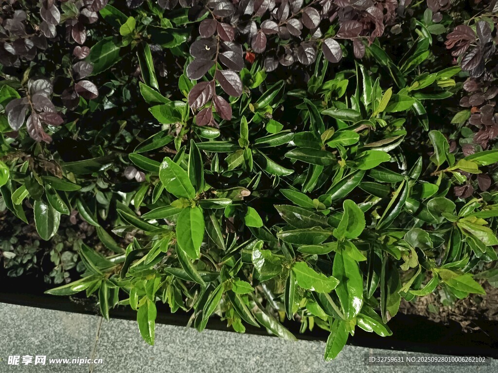 綠葉植物景觀