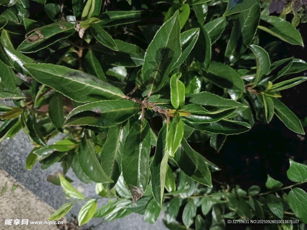 翠綠葉片植物特寫