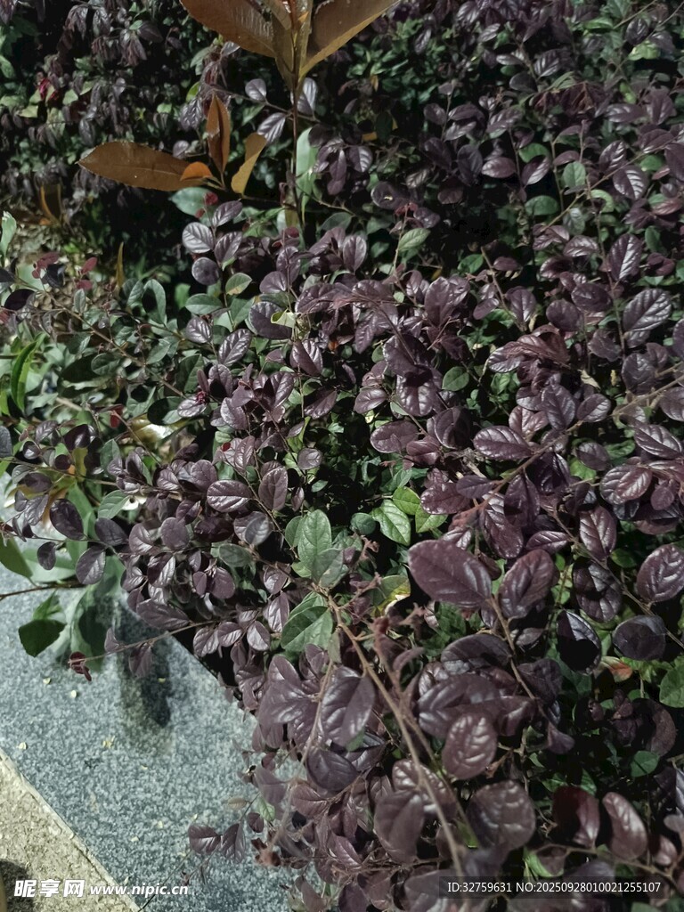 紫葉植物景觀