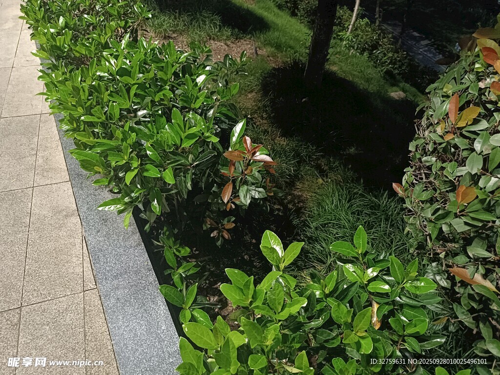 庭院綠植景觀一角
