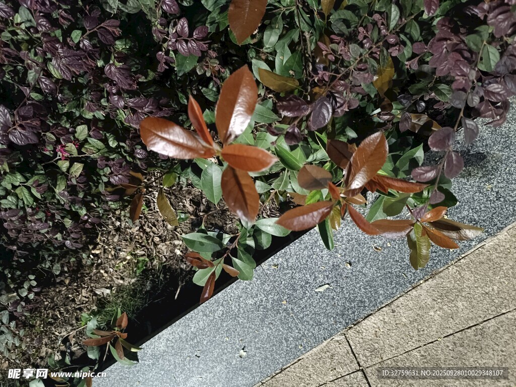 路邊紅綠葉植物特寫