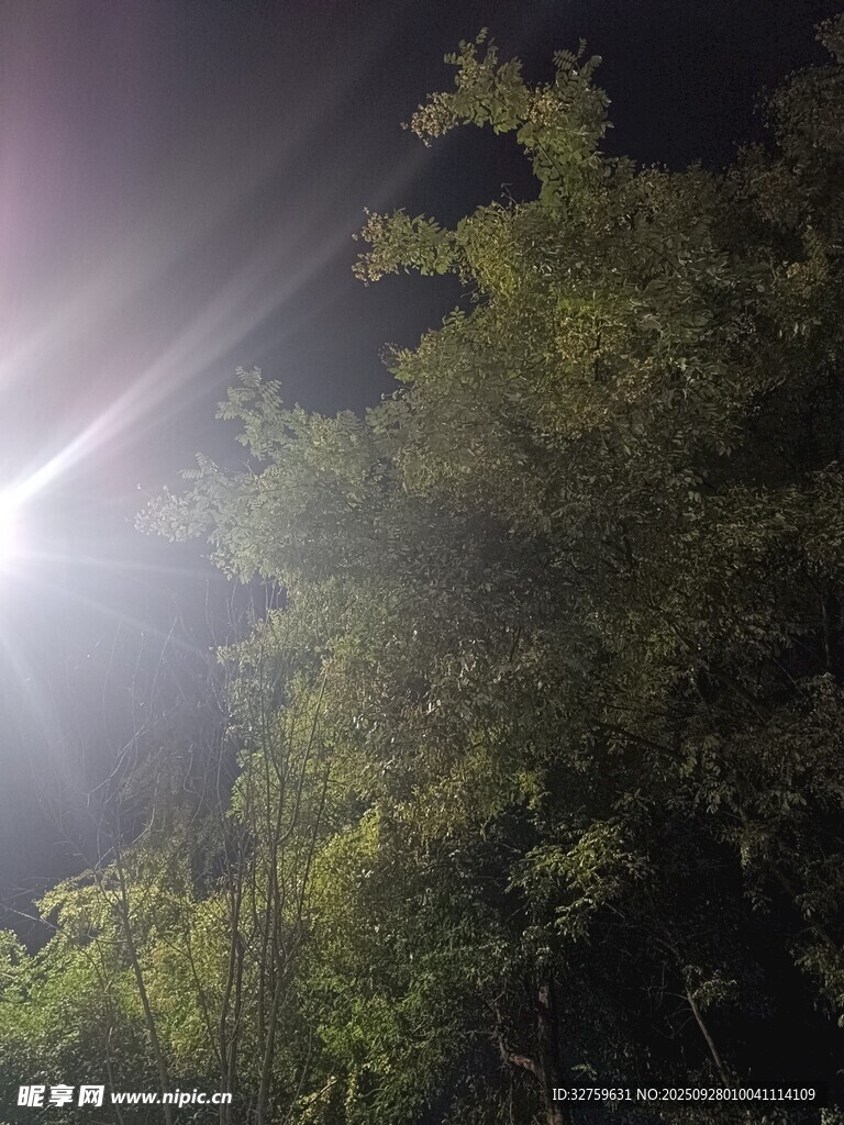 夜晚強(qiáng)光下的綠植景象