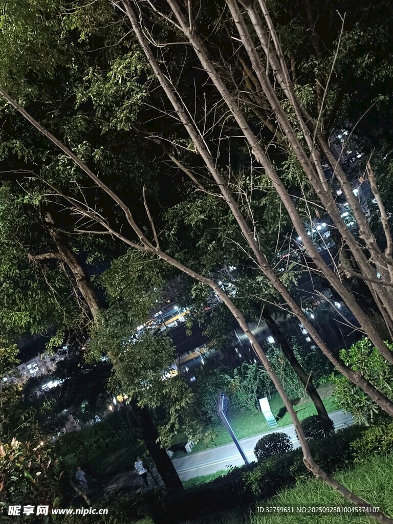林間光影下的靜謐場(chǎng)景
